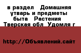  в раздел : Домашняя утварь и предметы быта » Растения . Тверская обл.,Удомля г.